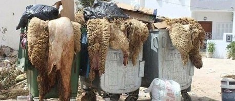 فضلات الأضاحي